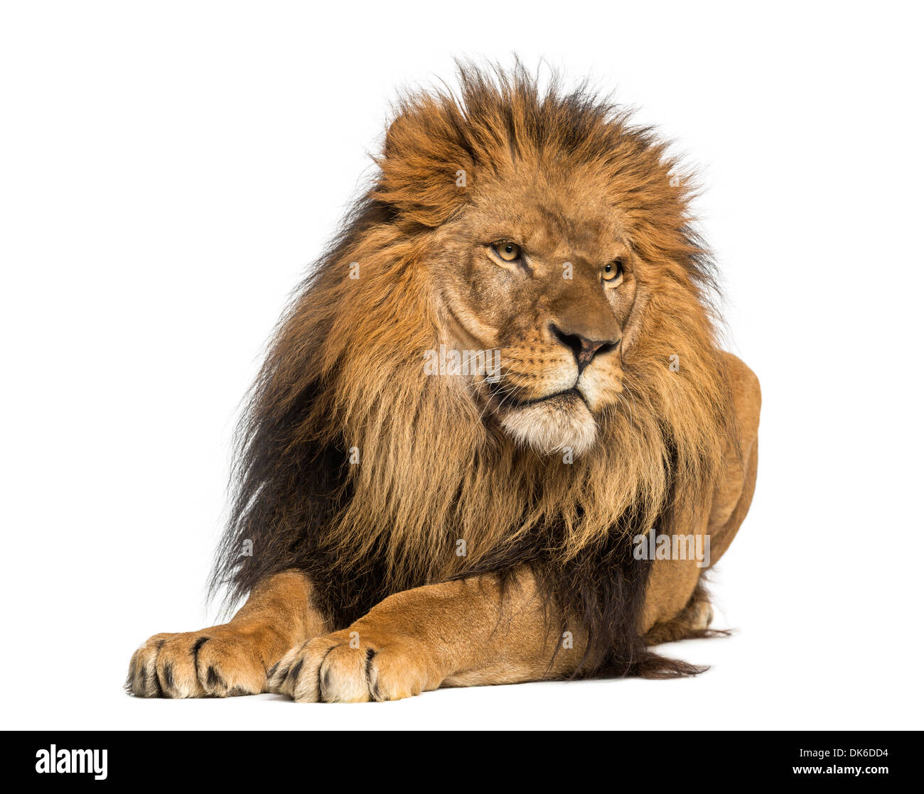 Lion couché, à l'écart, Panthera leo, 10 ans, contre fond blanc Banque D'Images