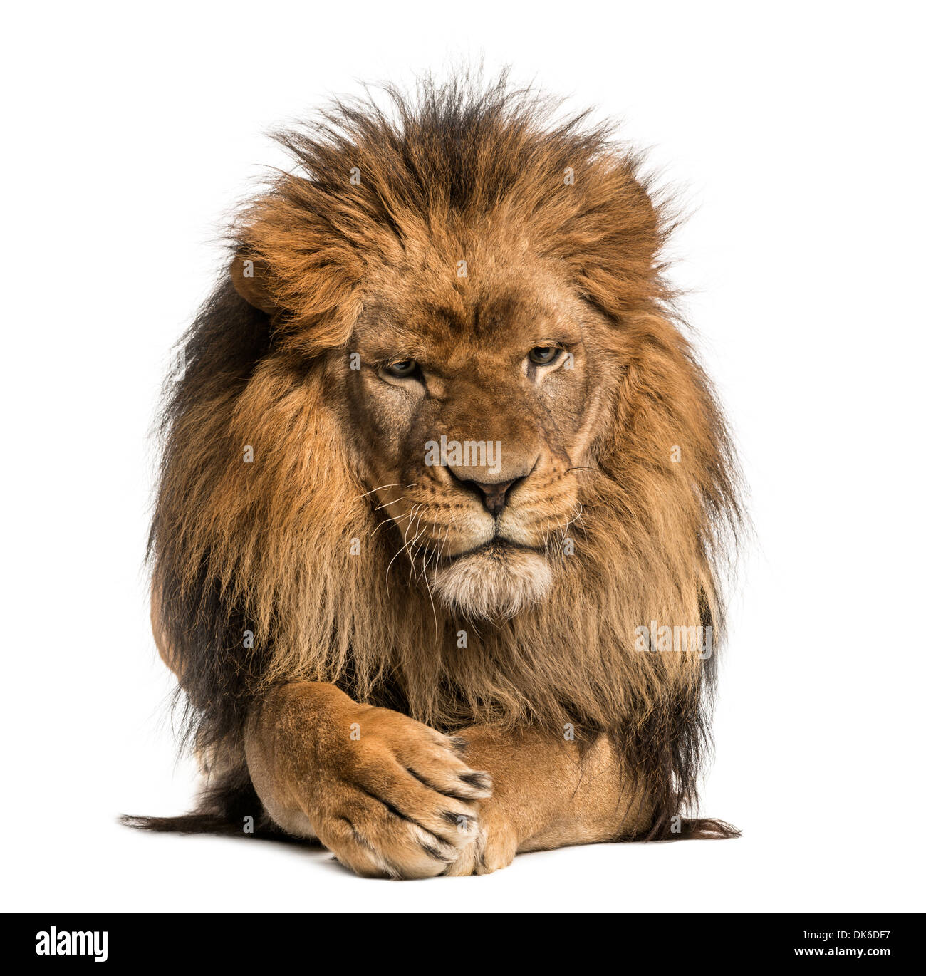 Vue de face d'un lion couché, pattes de passage, Panthera leo, 10 ans, contre fond blanc Banque D'Images