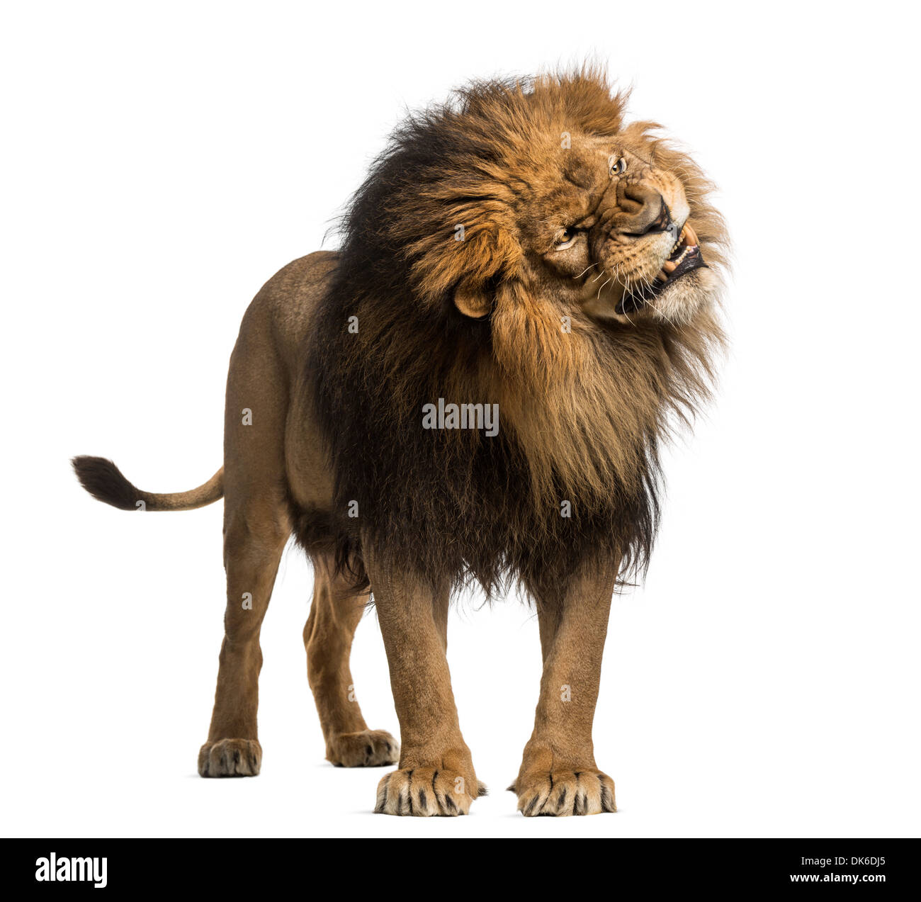 Lion debout, rugissant, Panthera leo, 10 ans, contre fond blanc Banque D'Images