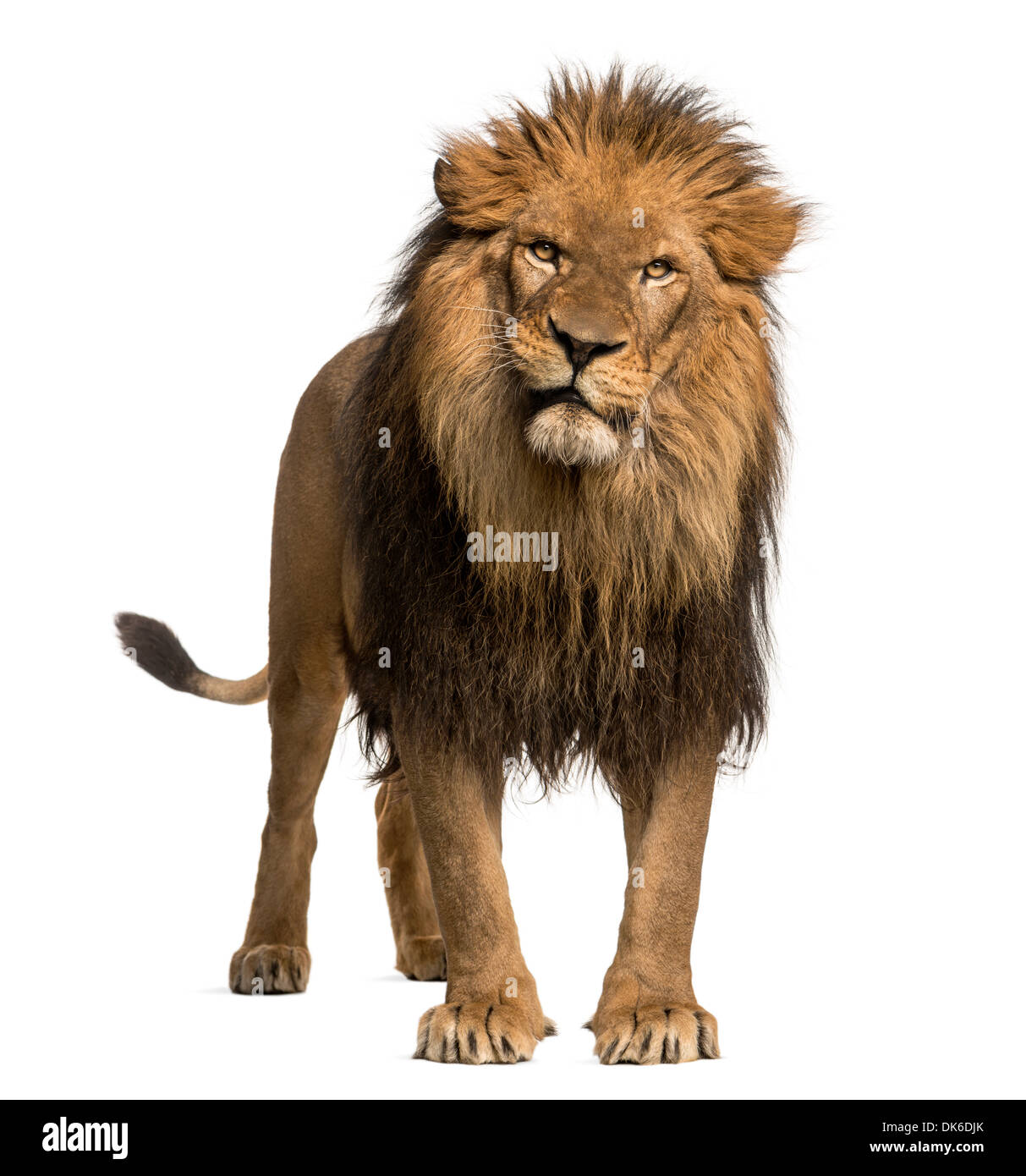 Lion debout, regardant la caméra, Panthera leo, 10 ans, contre fond blanc Banque D'Images
