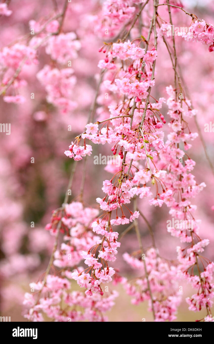 Cerisiers en fleurs Banque D'Images