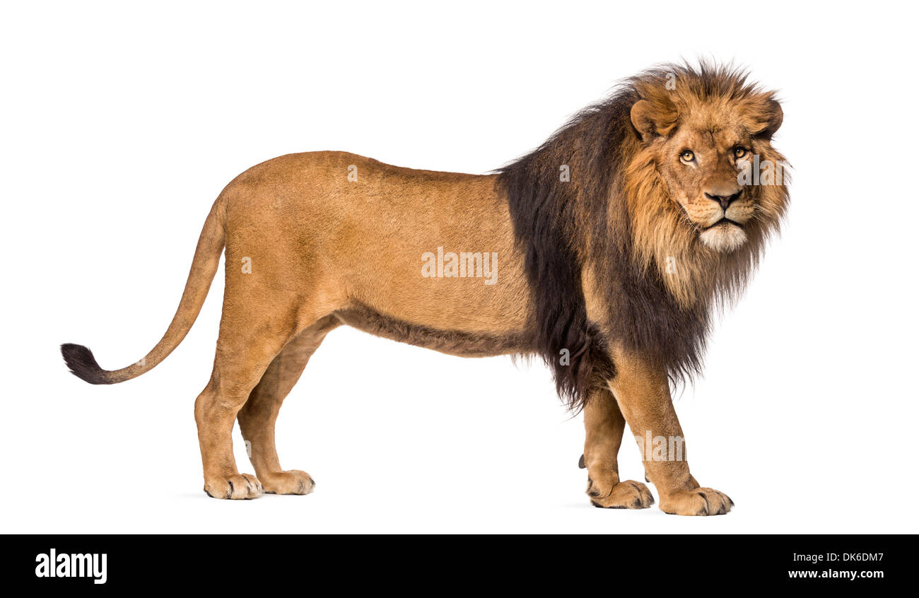 Vue latérale d'un Lion debout, Panthera leo, 10 ans, contre fond blanc Banque D'Images