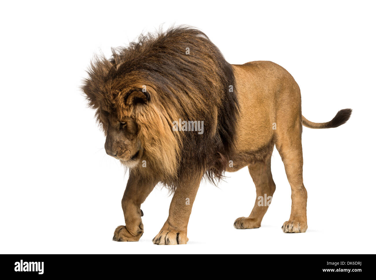 Lion debout, regardant vers le bas, Panthera leo, 10 ans, contre fond blanc Banque D'Images