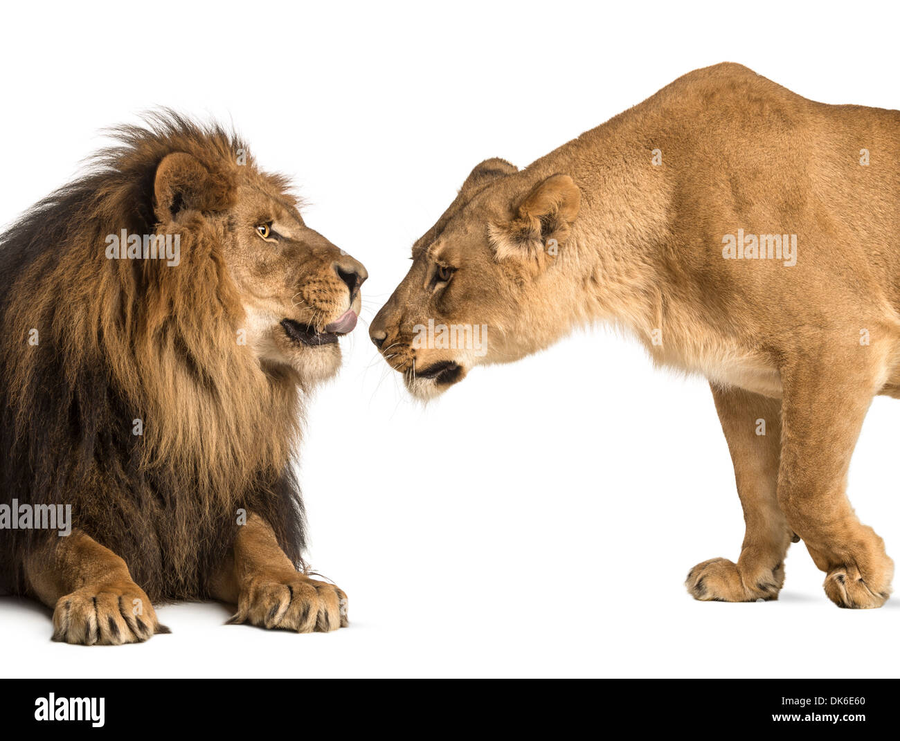 Lion et lionne reniflant chaque autres, Panthera leo, against white background Banque D'Images