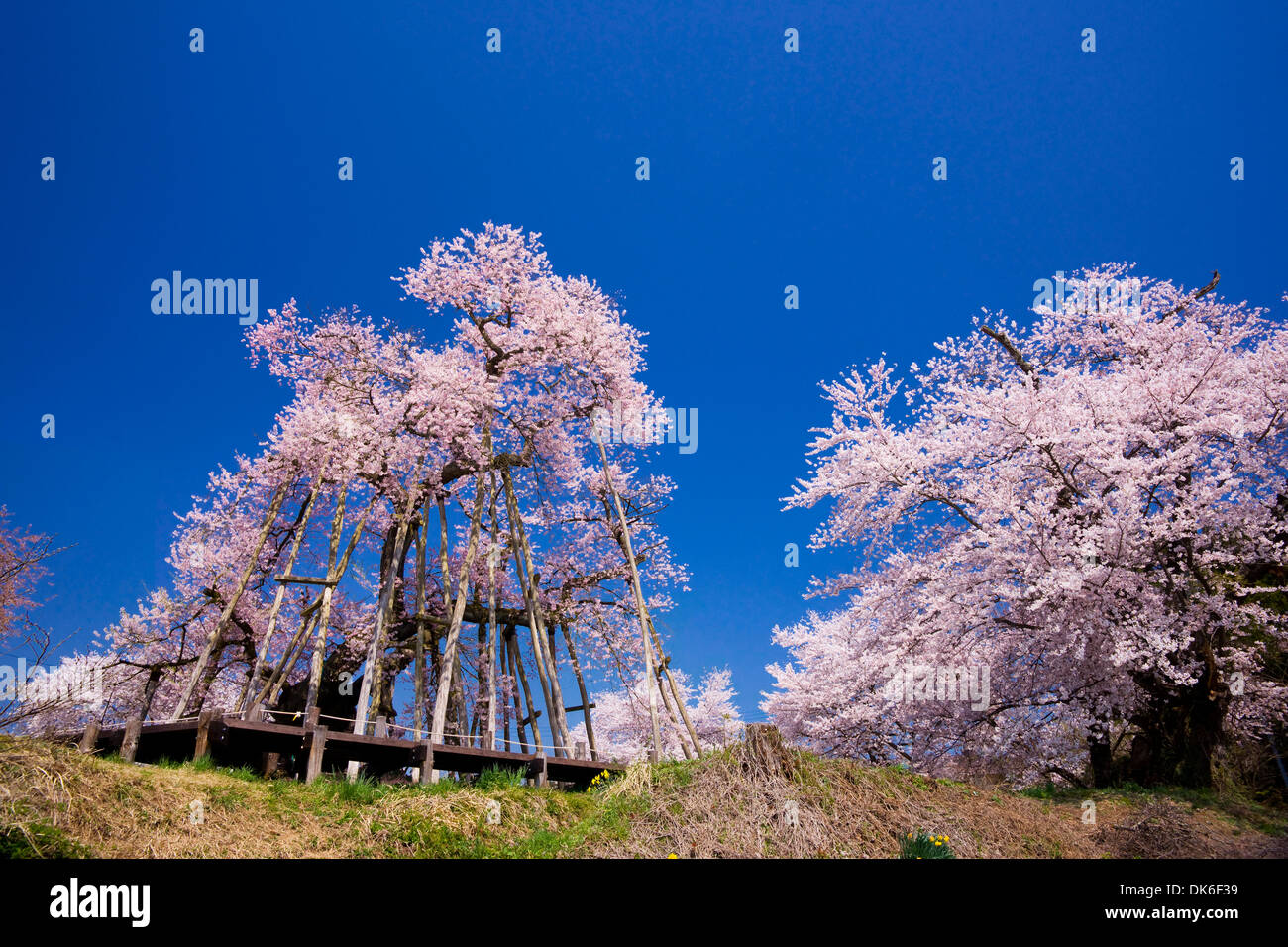 Cerisiers en fleurs Banque D'Images