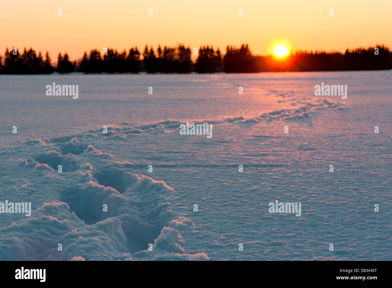 Coucher du soleil doré derrière le champ de neige avec empreintes de pieds ou de chenilles Banque D'Images