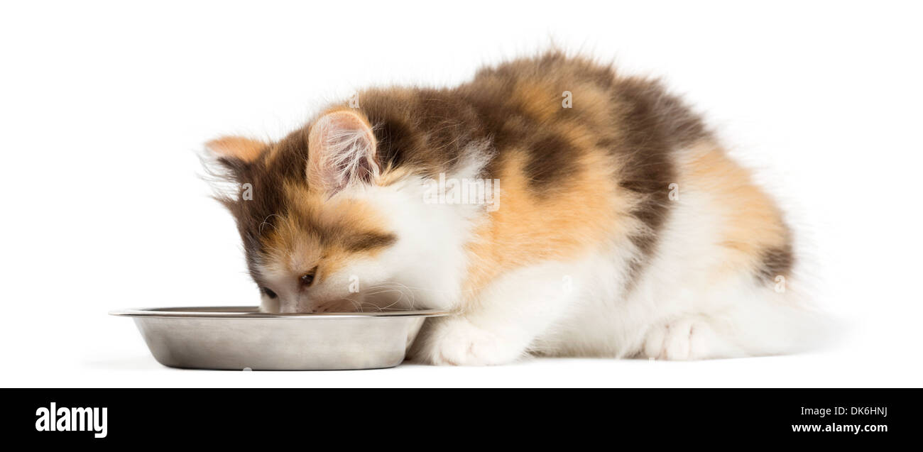 Chaton Highland tout droit de manger un bol contre fond blanc Banque D'Images