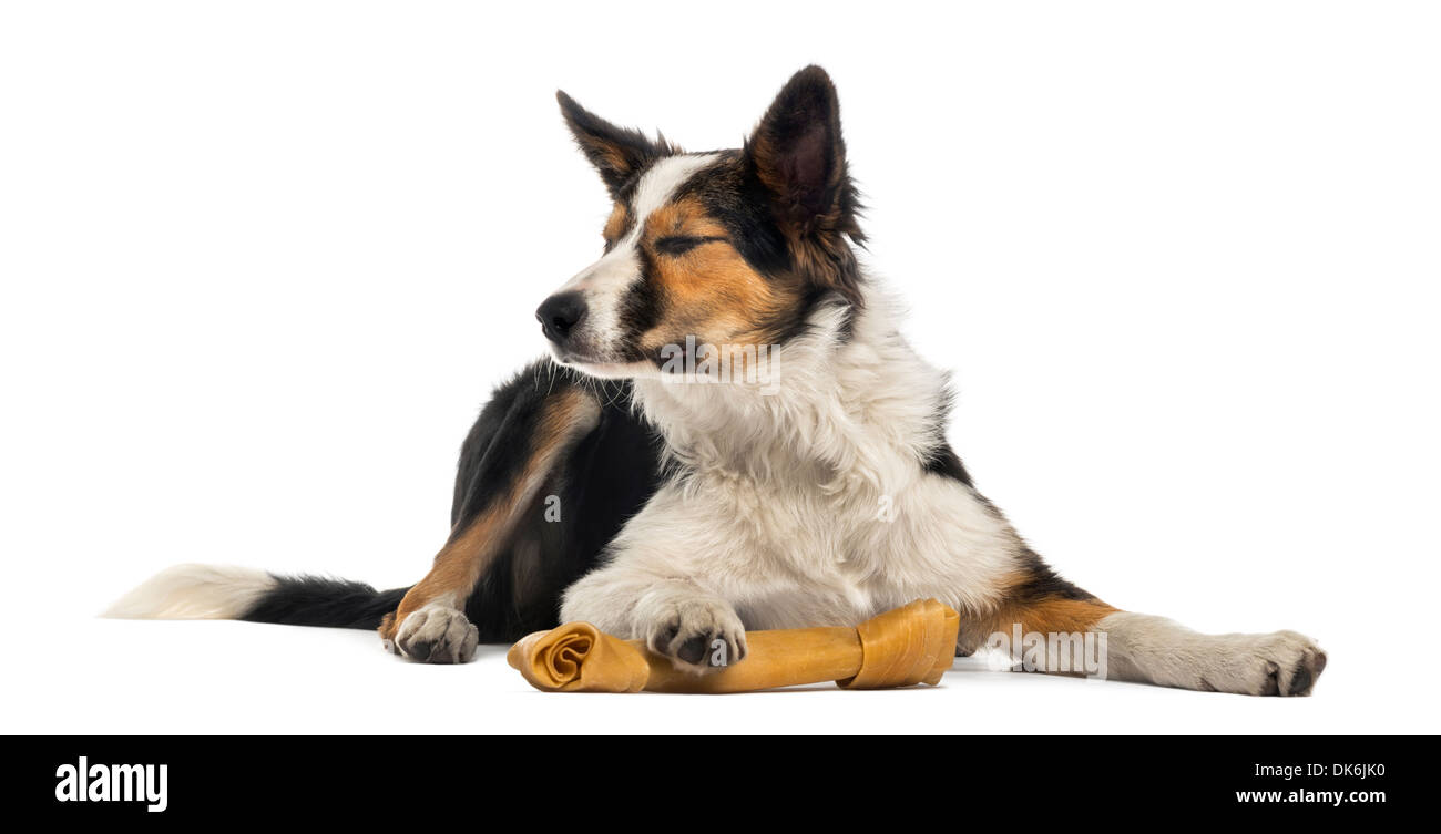 Border Collie couché avec un os, les yeux fermés contre fond blanc Banque D'Images