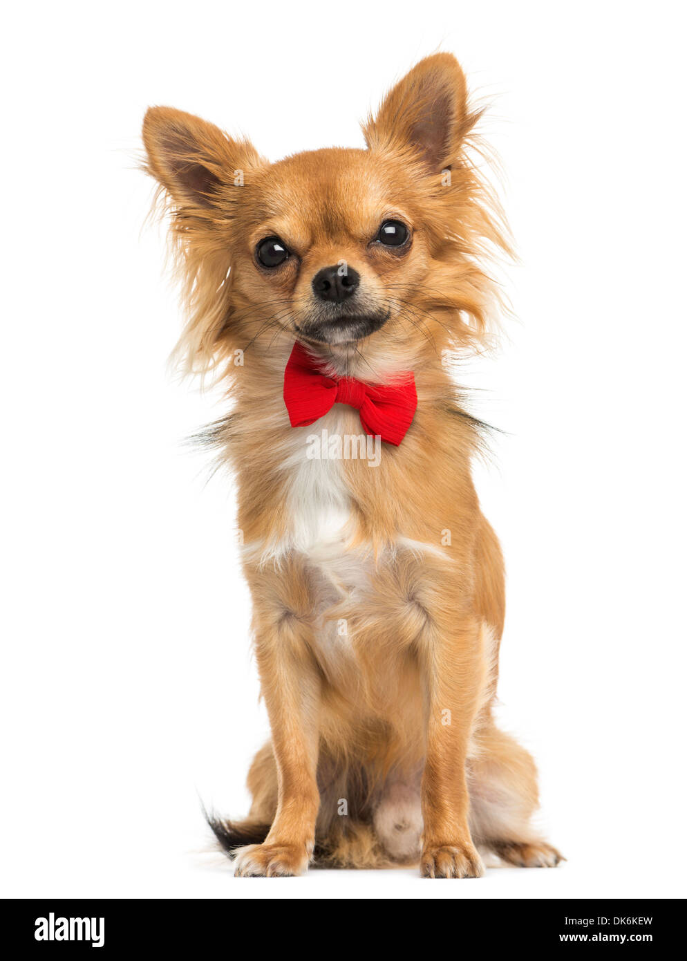 Vue frontale d'un chihuahua portant un noeud papillon, assis, 11 mois, contre fond blanc Banque D'Images