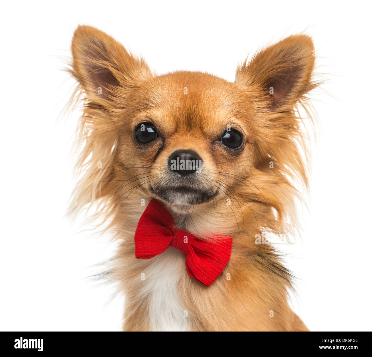 Close-up d'un chihuahua portant un noeud papillon, 11 mois, contre fond blanc Banque D'Images