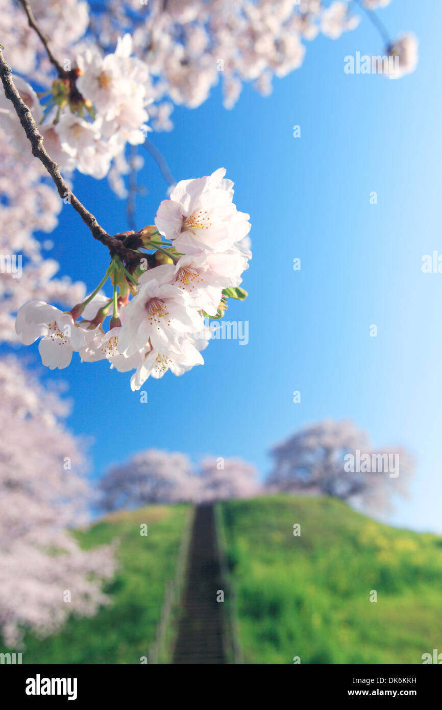 Cerisiers en fleurs Banque D'Images