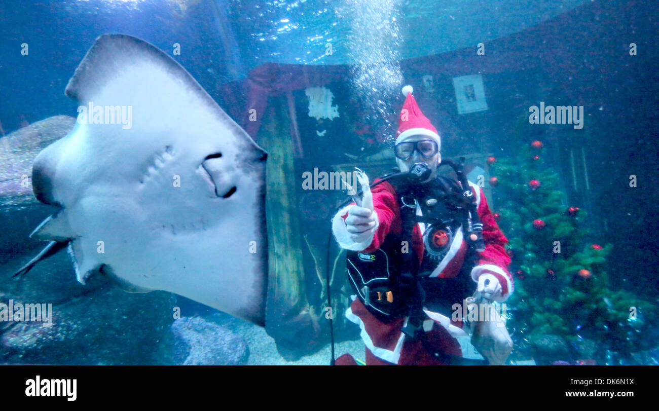 Berlin Allemagne 06th Dec 13 Une Plongee Sous Les Vagues Du Pere Noel Une Cloche A Cote D Un Rayon Dans Le Bassin D Eau Salee De La Mer Berlin A Berlin Allemagne 03