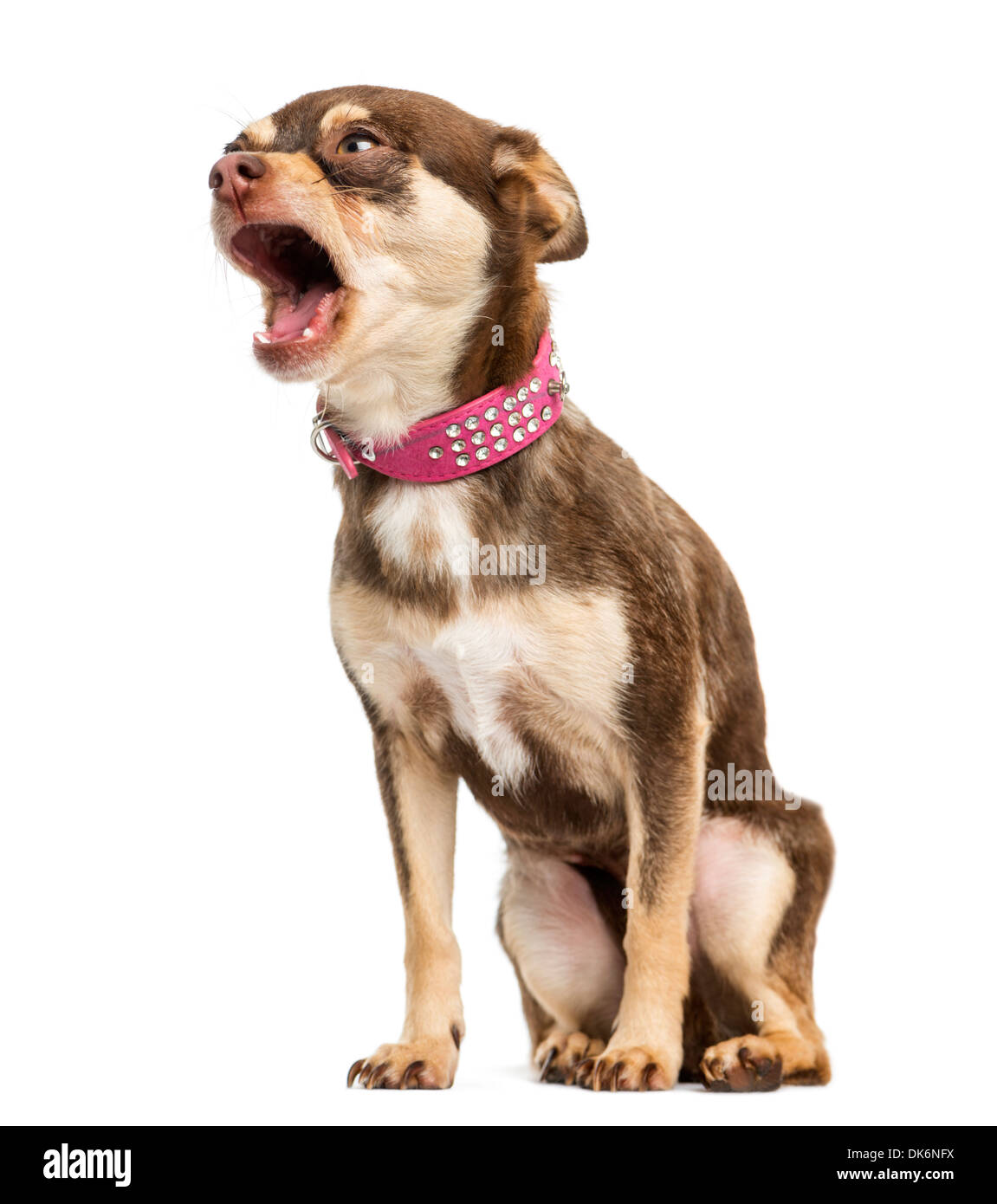 Chihuahua barking Banque de photographies et d'images à haute résolution -  Alamy