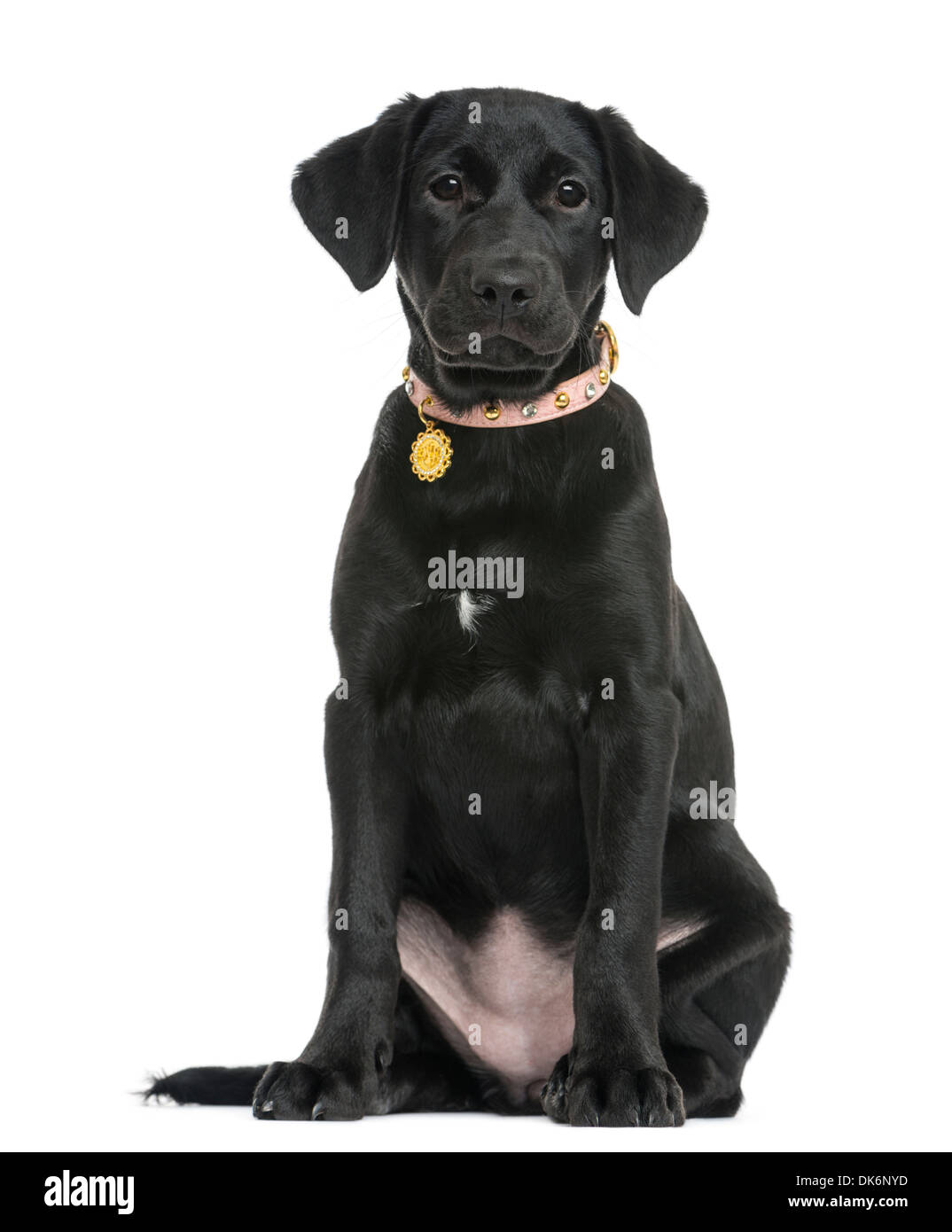 Vue frontale d'un Labrador retriever puppy sitting, âgé de 5 mois, contre fond blanc Banque D'Images