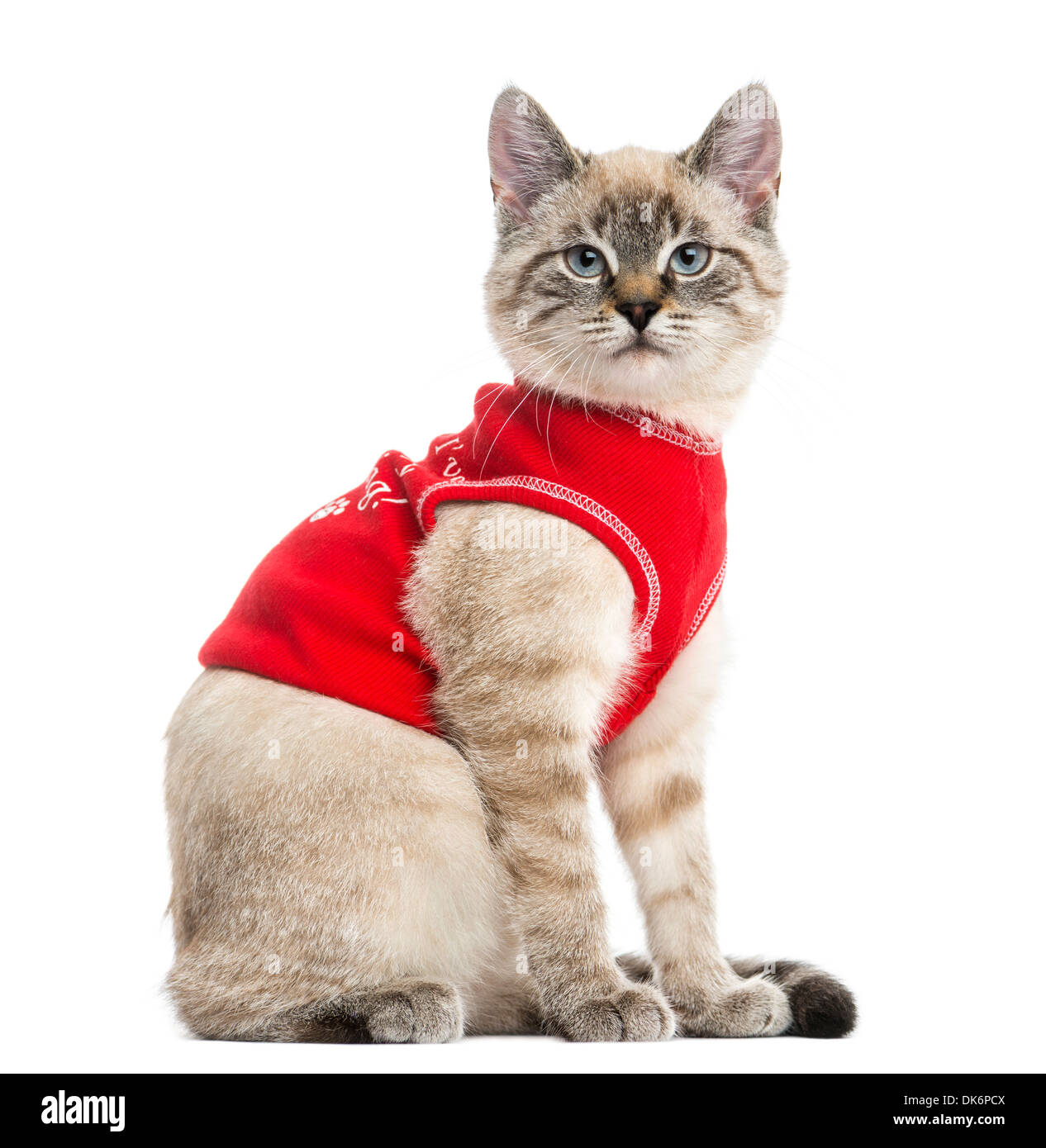 Vue latérale d'un chat siamois avec Red top, regardant la caméra, âgé de 5 mois, contre fond blanc Banque D'Images