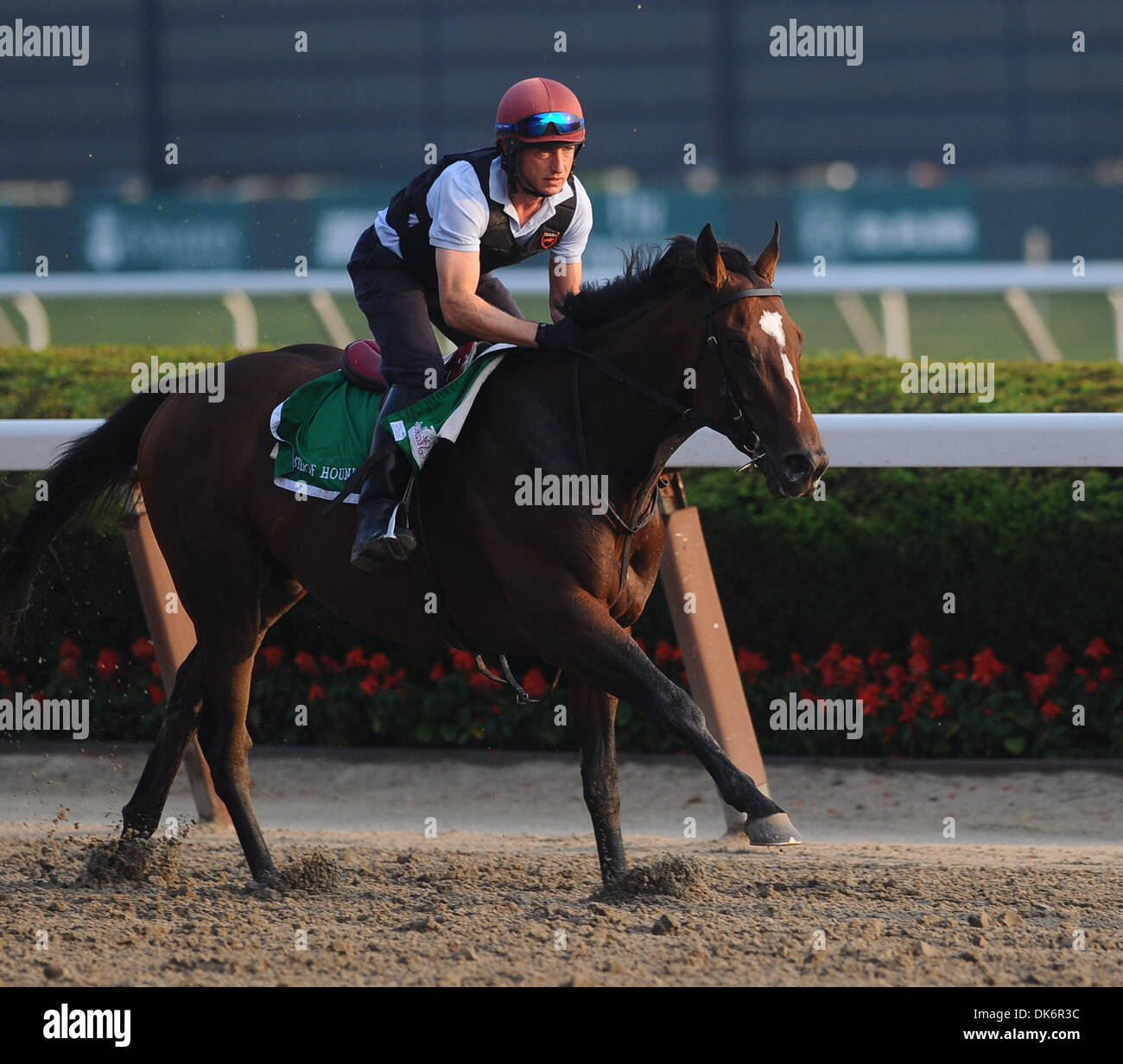 10 juin 2011 - Elmont, New York, États-Unis - Master of Hounds revient à Belmont Park le 10 juin 2011, pour le Belmont Stakes. (Crédit Image : © Scott Serio/Eclipse/ZUMAPRESS.com) Banque D'Images