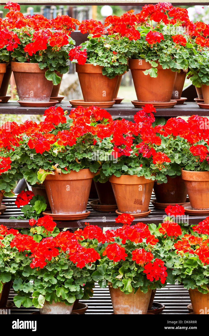 Géranium rouge fleurs dans un des pots d'argile Banque D'Images