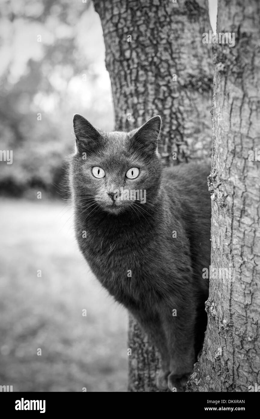 Chat sur un arbre Banque D'Images