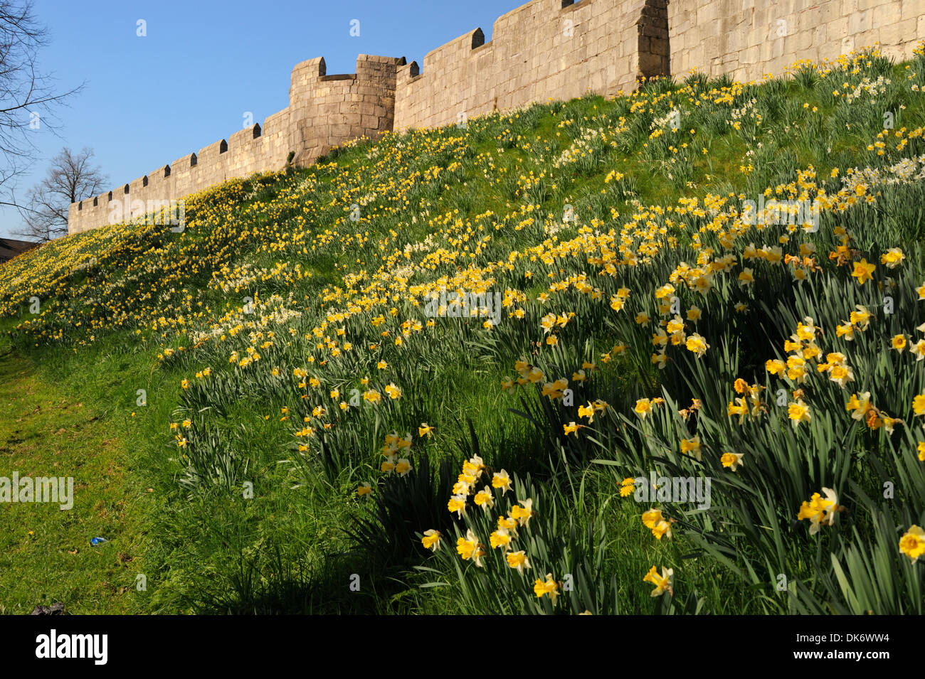 Les jonquilles aux côtés de la ville médiévale, ville de New York, Yorkshire, Angleterre, Royaume-Uni, Europe Banque D'Images