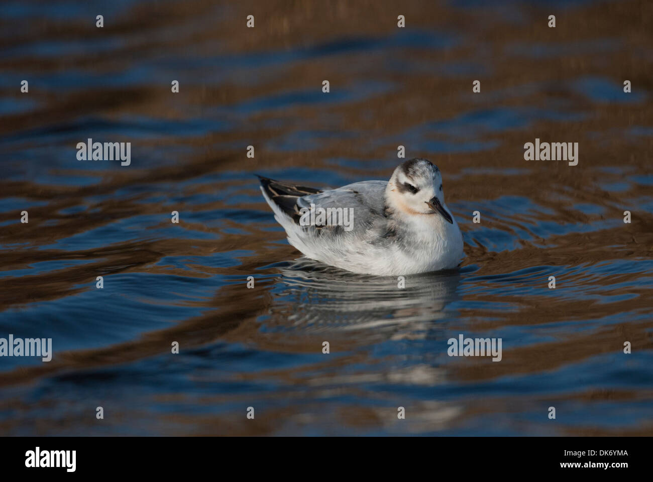 Phalarope phalarope à bec large (gris). La première, d'oiseaux d'hiver, natation Banque D'Images