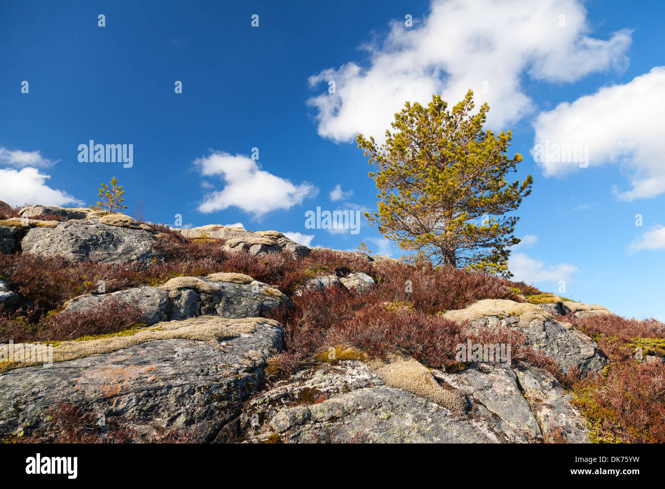 Pin petit arbre pousse sur rocky mountain en Norvège Banque D'Images
