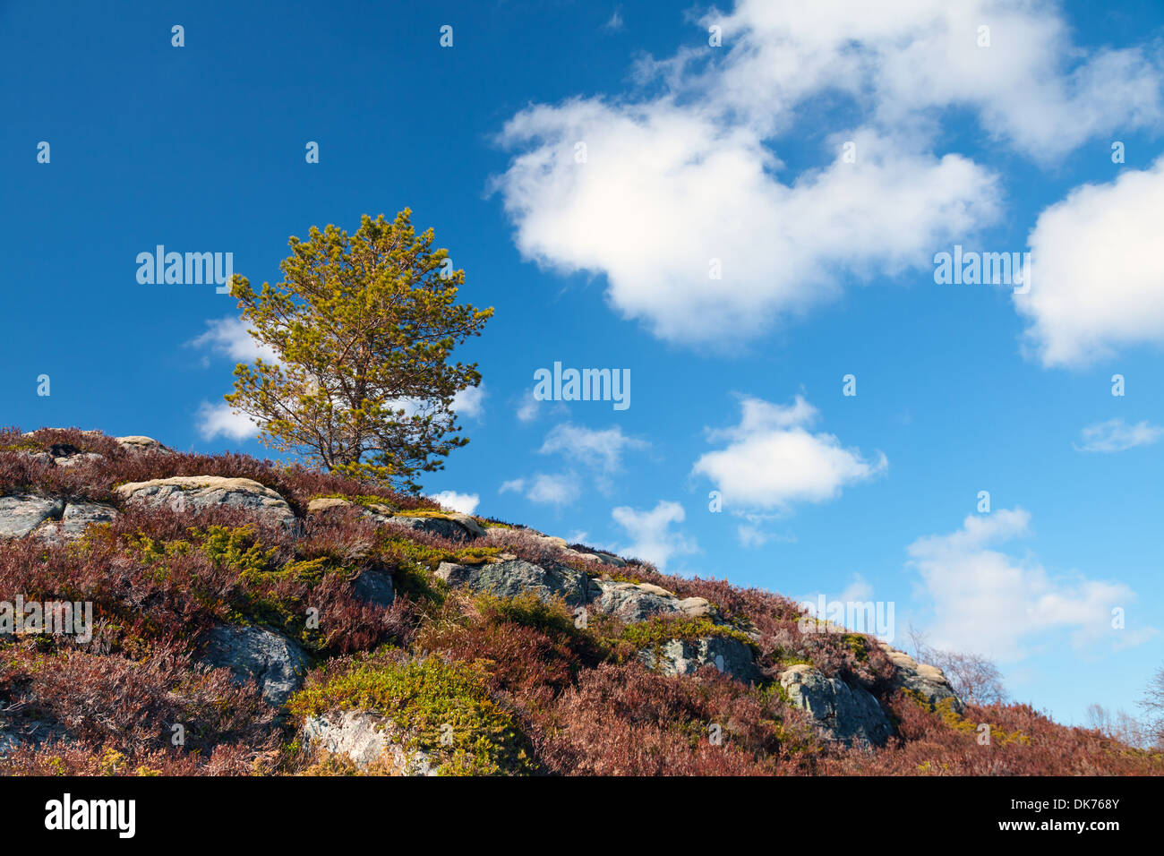 Petit sapin sur rocky mountain en Norvège Banque D'Images