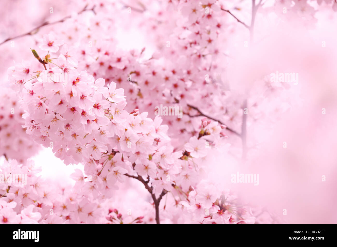 Cerisiers en fleurs Banque D'Images