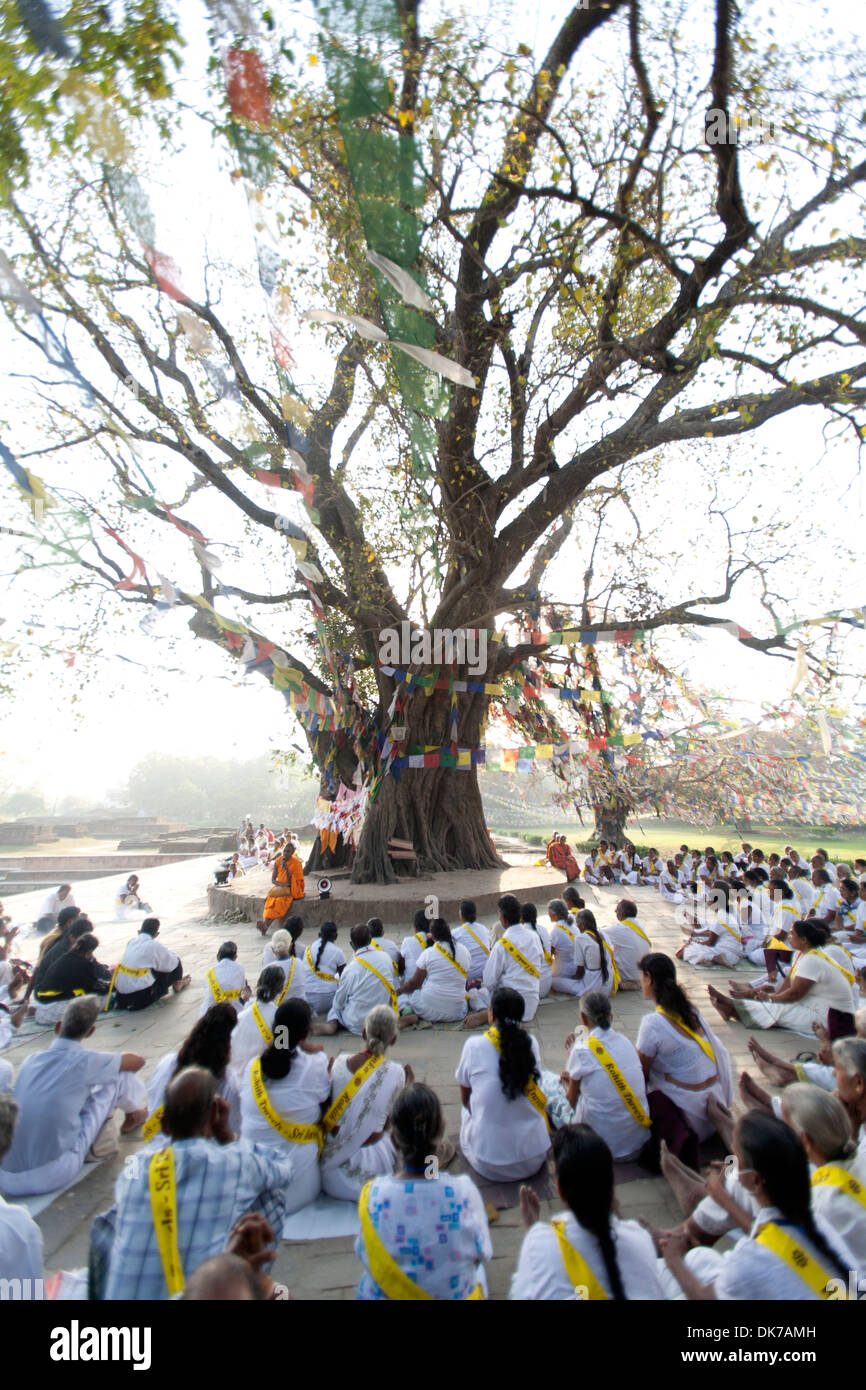 Dans la prière des pèlerins sous un arbre sacré à Lumbini, lieu de naissance du Bouddha, le Népal Banque D'Images