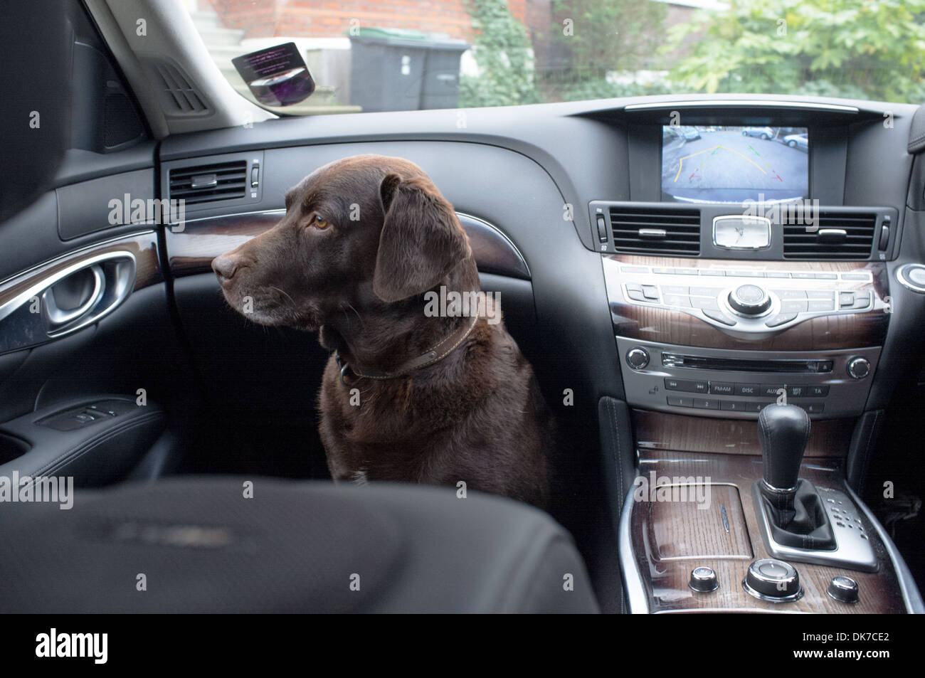 Un Labrador chocolat assis à l'avant d'une voiture Banque D'Images