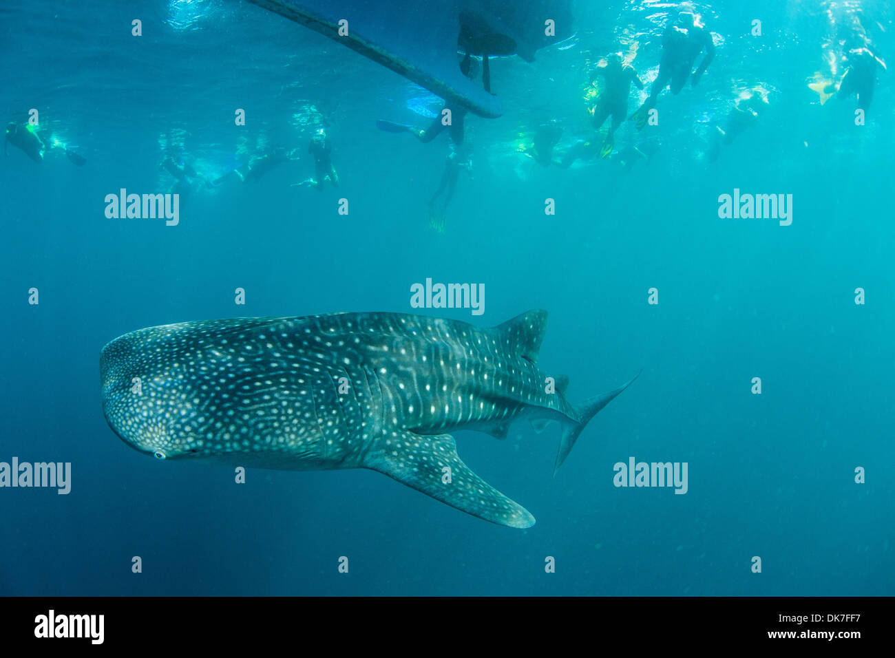 La plongée avec les requins-baleines Banque D'Images