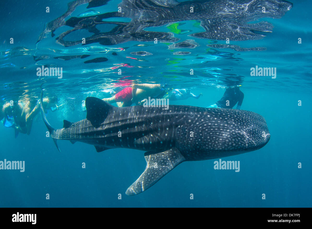 La plongée avec les requins-baleines Banque D'Images