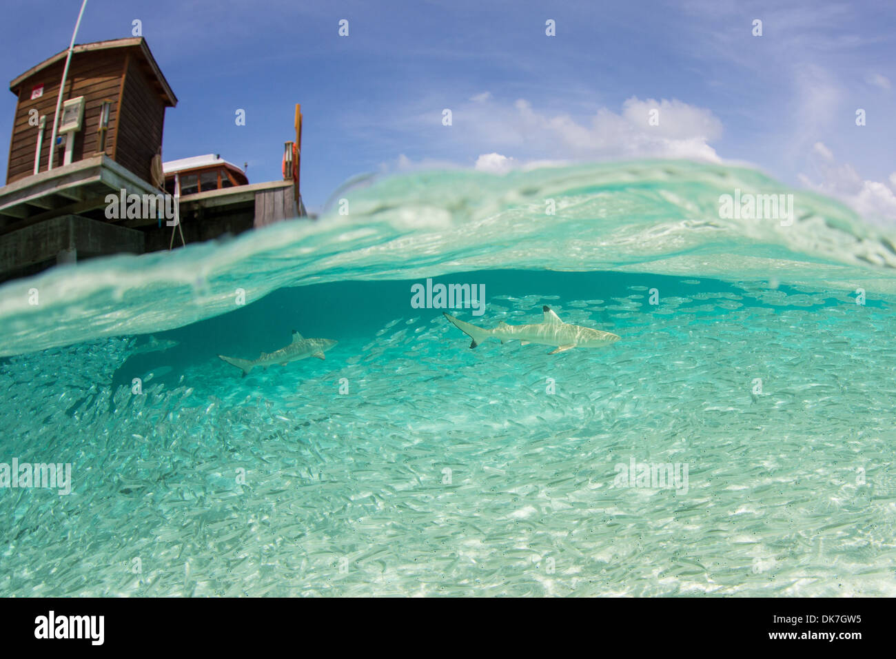 La moitié de l'eau photo de requin Banque D'Images