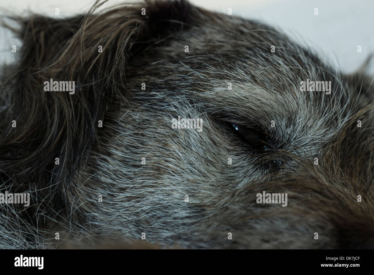 Borer chien terrier nez visage cheveux longs repos lit Banque D'Images