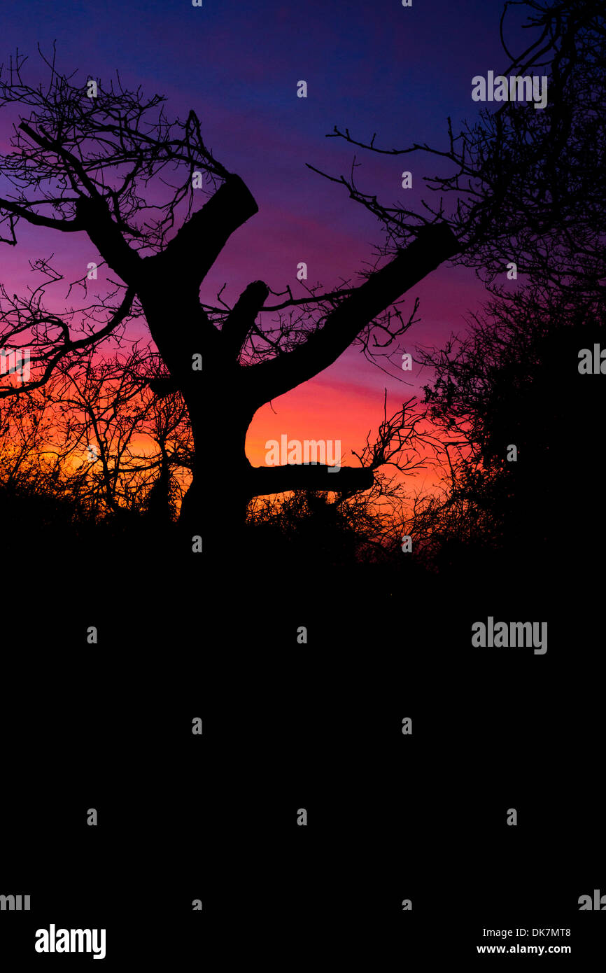 Arbre coucher du soleil Ciel aube ambre oink Oak tree cut Banque D'Images