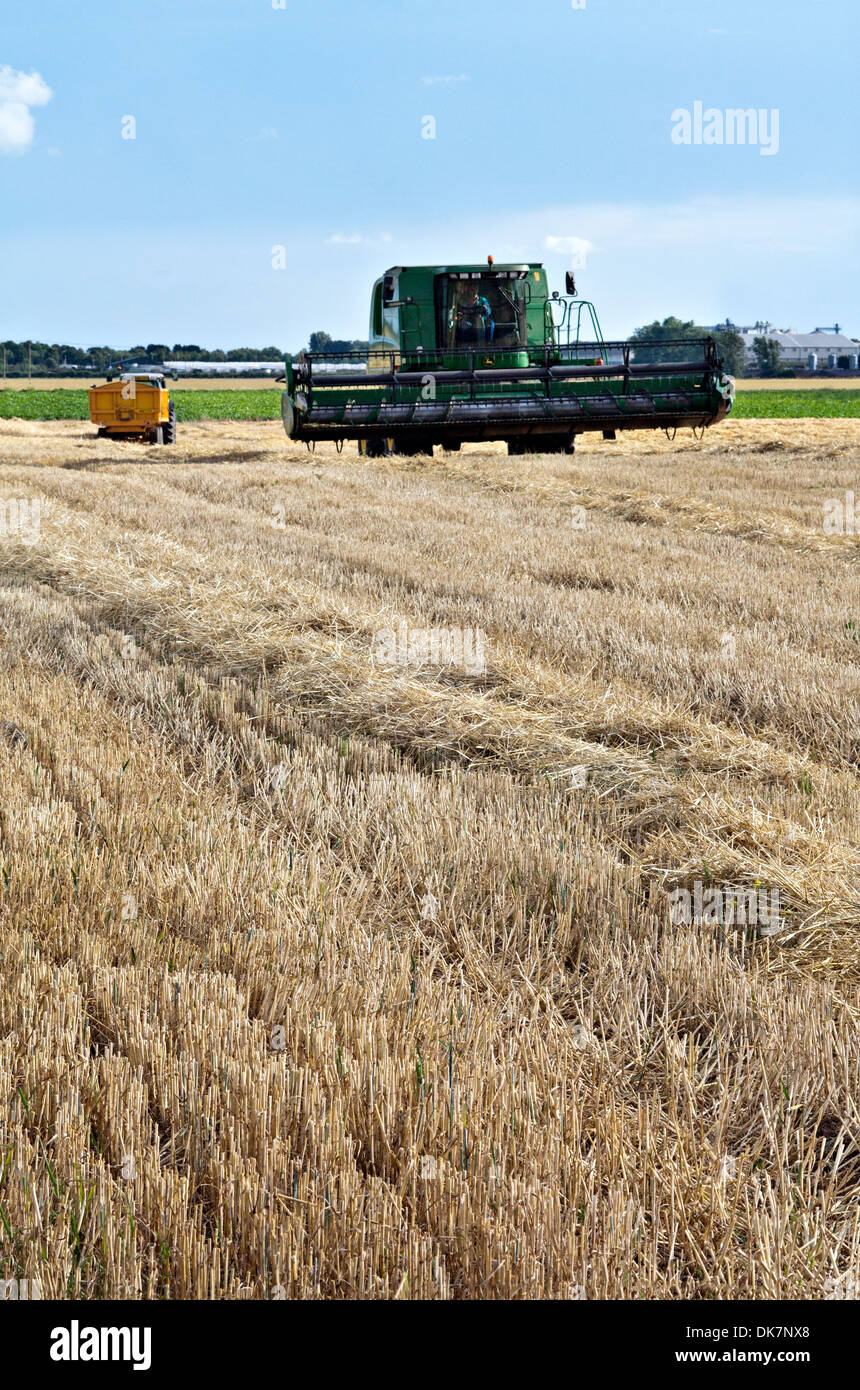 Approche de moissonneuse-batteuse à travers champ de chaumes Banque D'Images