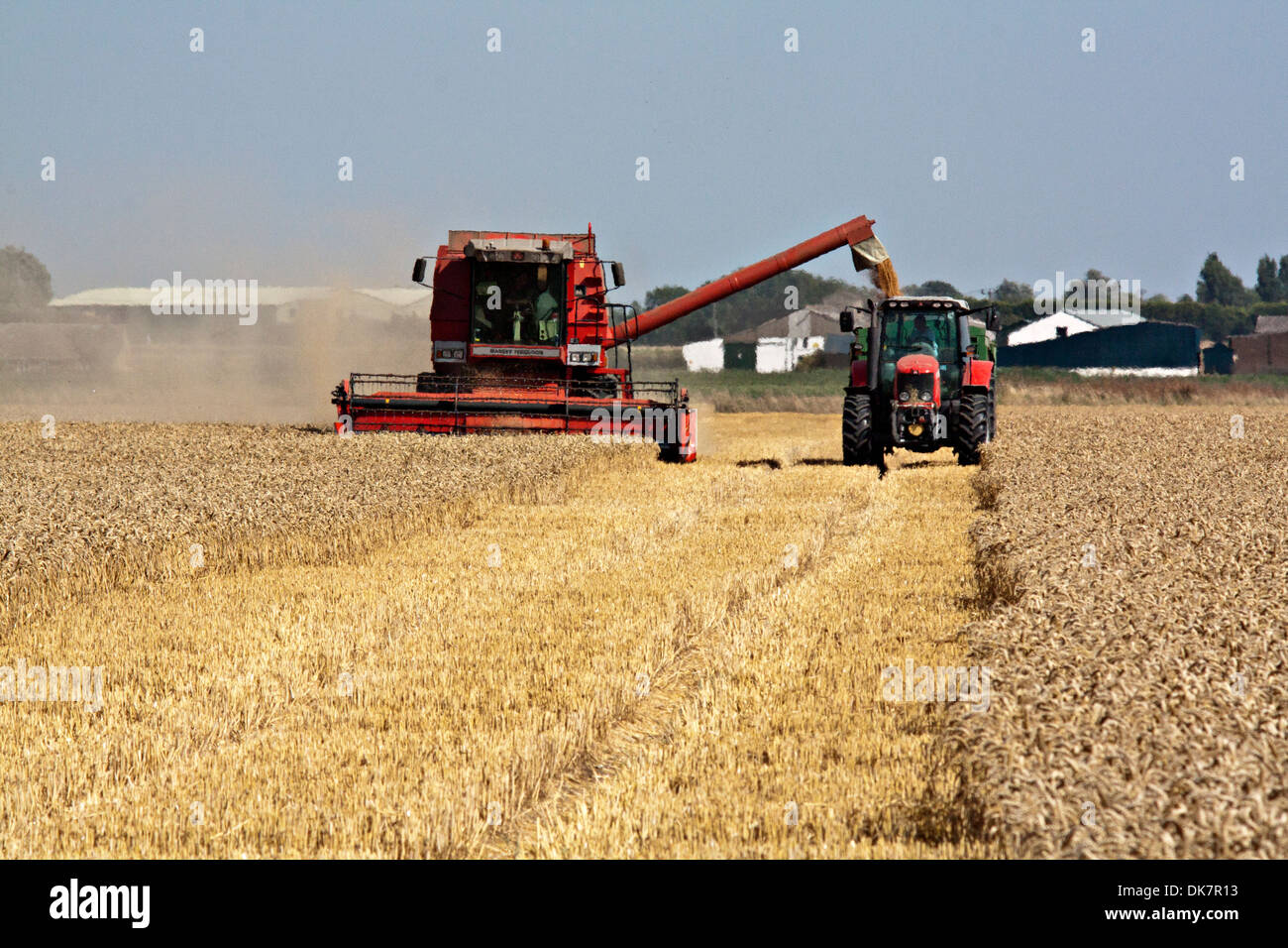 Moissonneuse-batteuse Massey Ferguson à l'exercice aux côtés de tracteur/remorque Banque D'Images