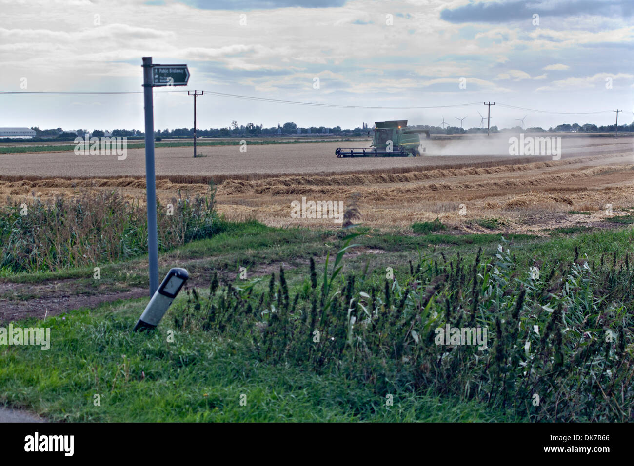 Moissonneuse batteuse travaillant dans le champ de blé ; lumière orange clignotante ; sentier pour signer en premier plan (v1) Banque D'Images