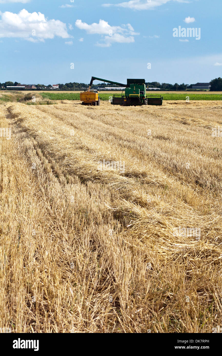 Vue lointaine sur le chaume domaine de la moissonneuse-batteuse se déversant dans le trailer Banque D'Images