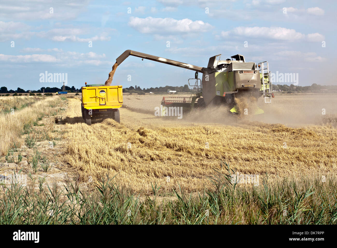 Moissonneuse-batteuse Claas se déversant dans le trailer Banque D'Images