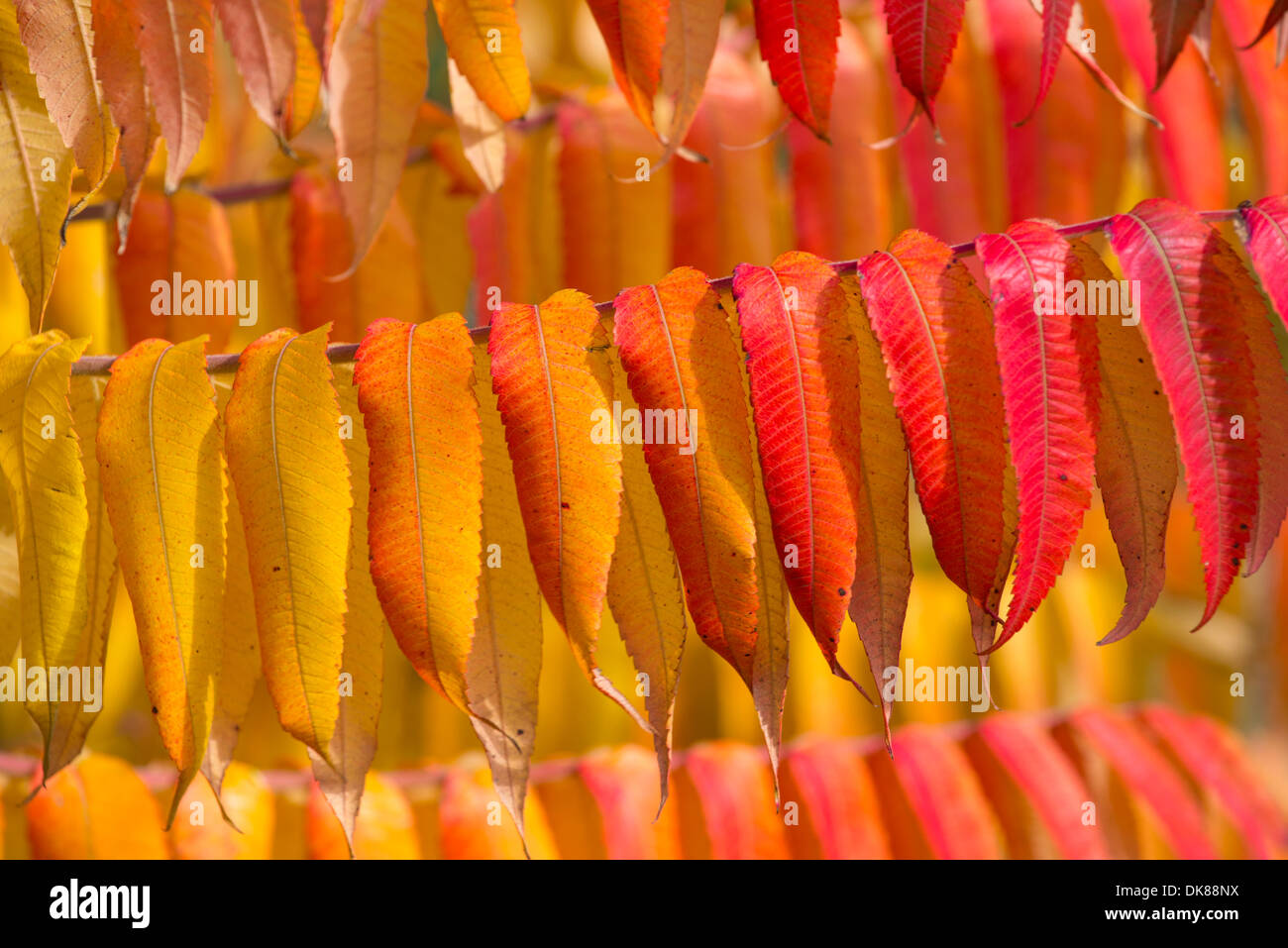 Le sumac arbre, feuilles à l'automne, Banque D'Images