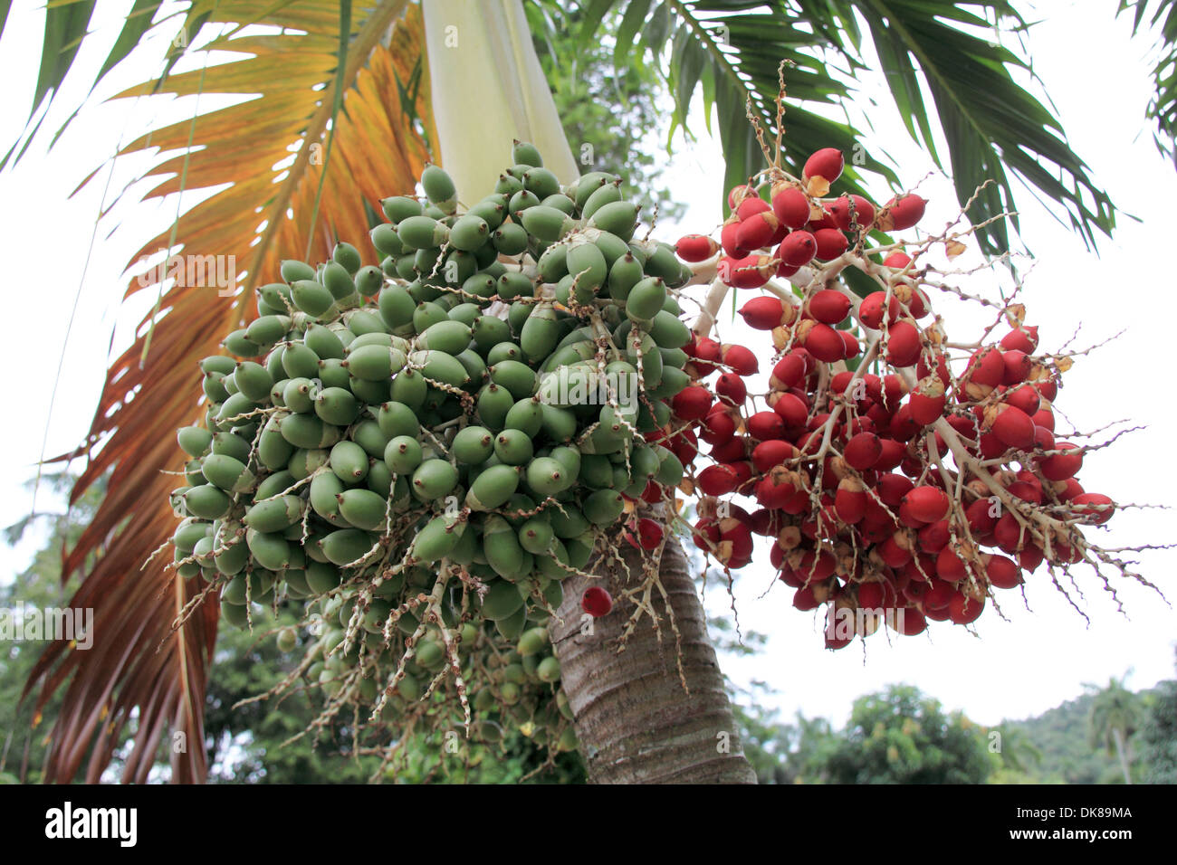 Areca catechu les noix de palme, Vallée de Viñales, province de Pinar del Rio, Cuba, mer des Caraïbes, l'Amérique centrale Banque D'Images