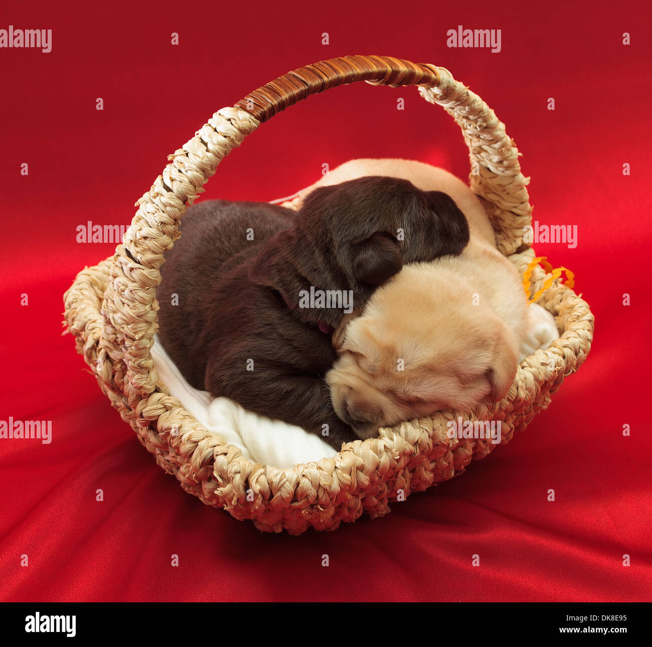 Deux chiots labradors dans un panier (une semaine) Banque D'Images