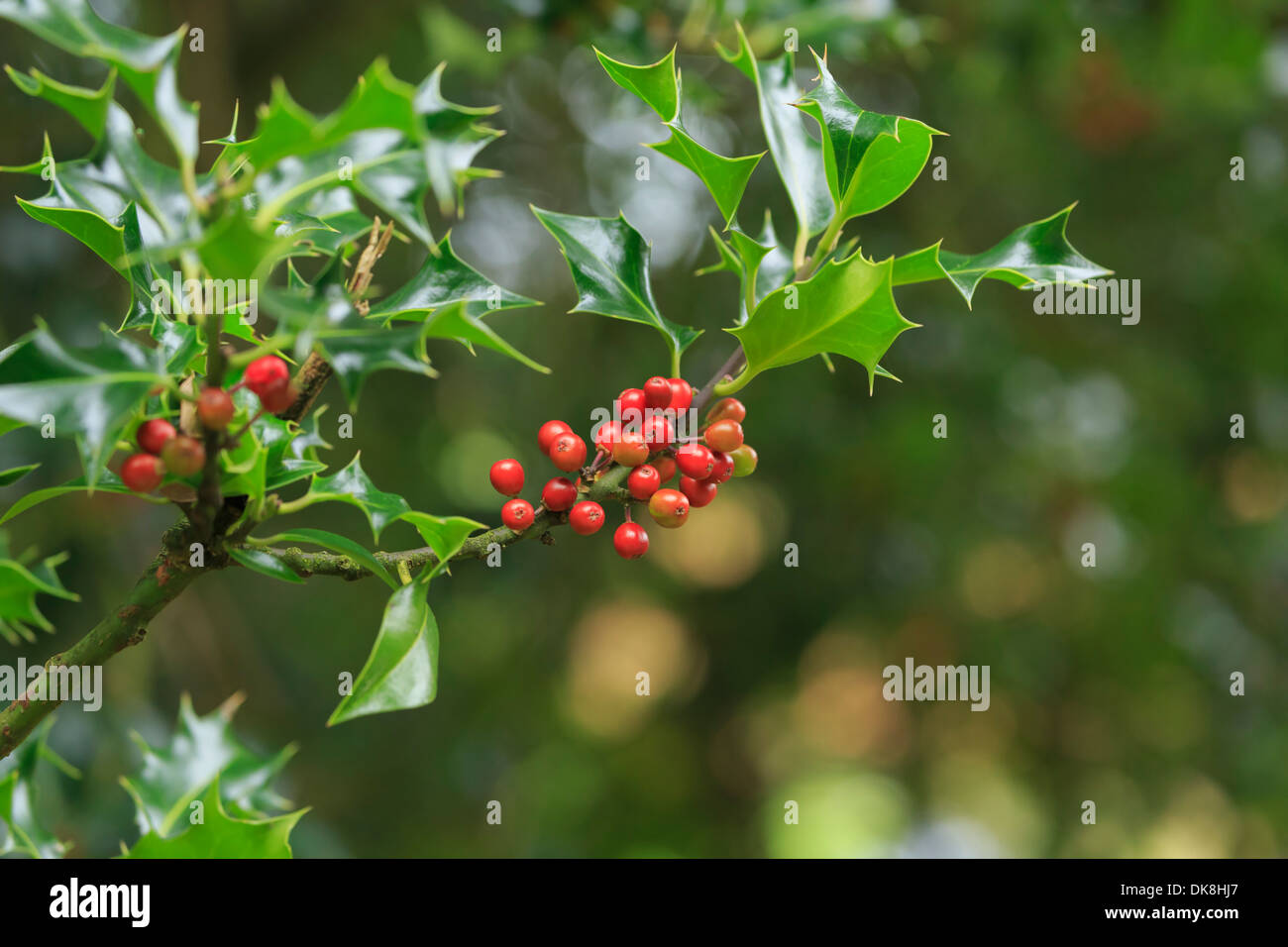 Houx, Ilex aquifolium, aux fruits rouges Banque D'Images