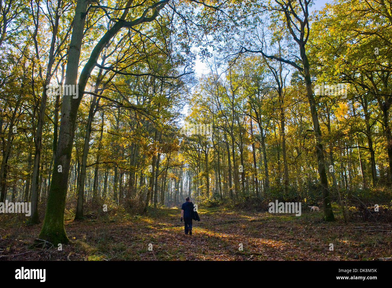 Un homme promène son chien dans la campagne anglaise Banque D'Images