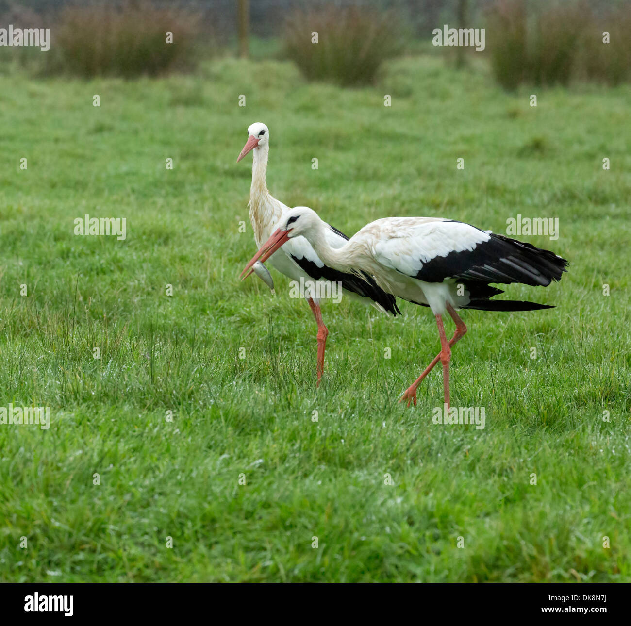 Cigogne blanche Ciconia ciconia, avec un poisson dans son projet de loi Banque D'Images