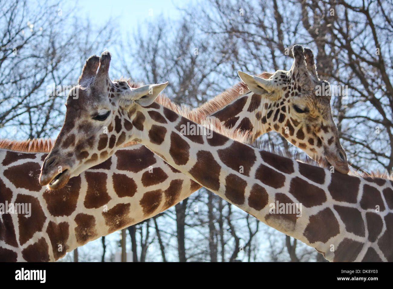 L'orientation horizontale Close up des girafes sur une journée ensoleillée - 'Sticking mon cou pour vous' Banque D'Images