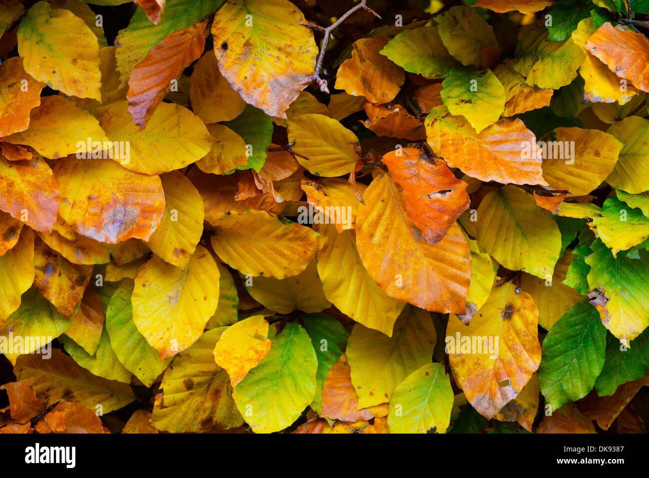 Hêtre (Fagus sylvatica) couverture, feuilles à l'automne, en Angleterre, novembre. Banque D'Images