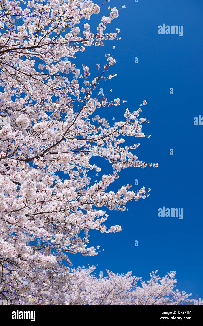 Cerisiers en fleurs Banque D'Images