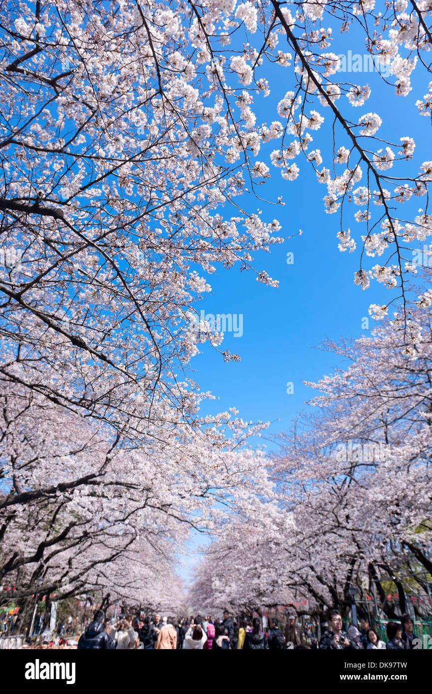 Cerisiers en fleurs Banque D'Images