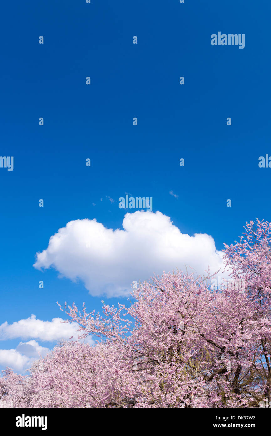 Cerisiers en fleurs Banque D'Images